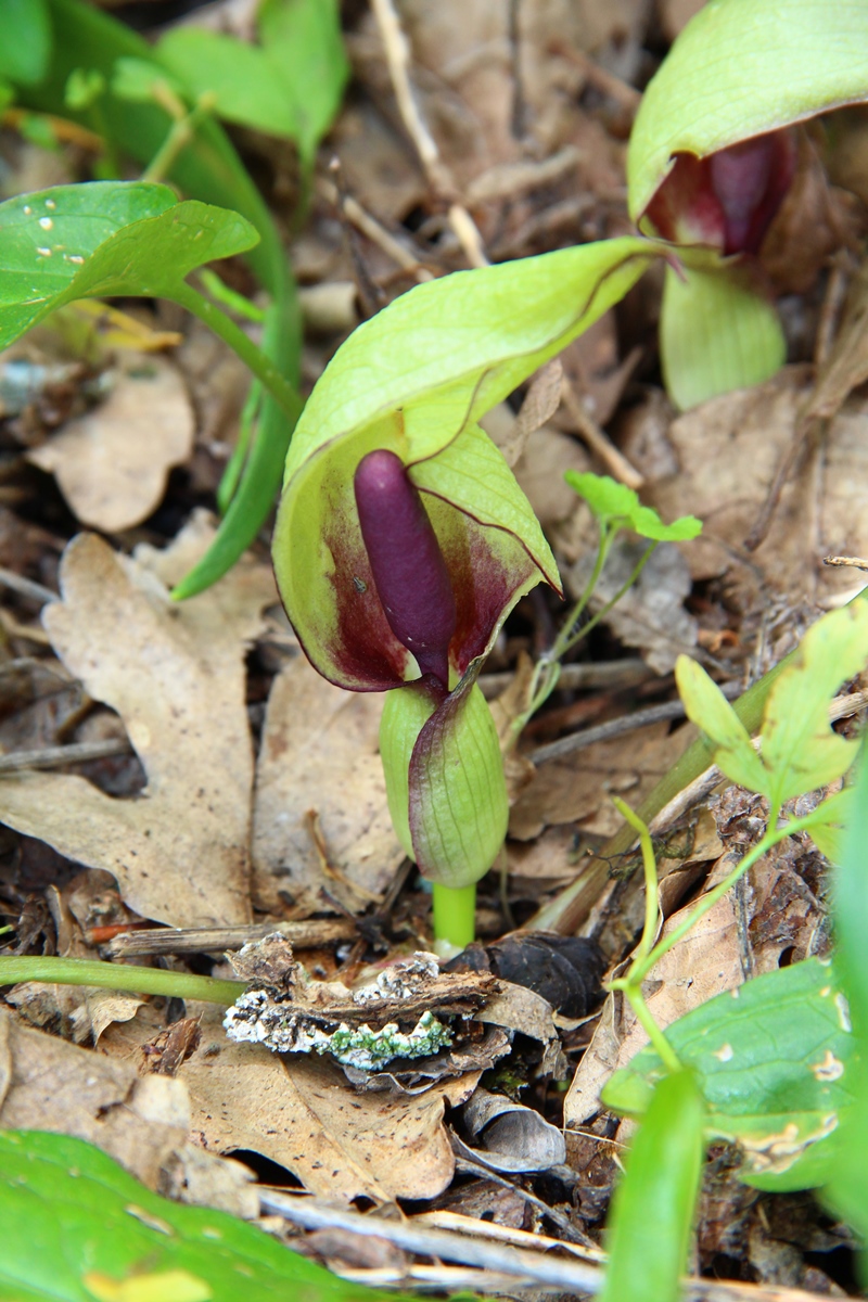 Image of Arum maculatum specimen.