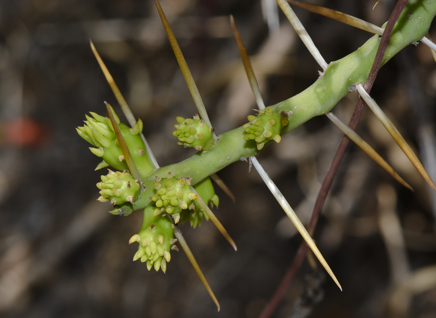 Image of Cylindropuntia leptocaulis specimen.