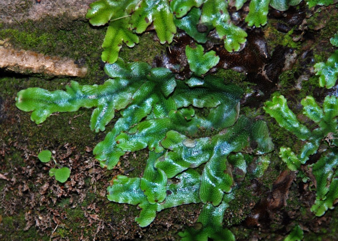 Image of Conocephalum conicum specimen.