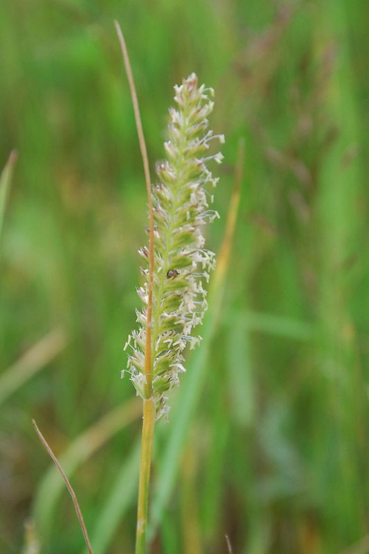 Изображение особи Cynosurus cristatus.