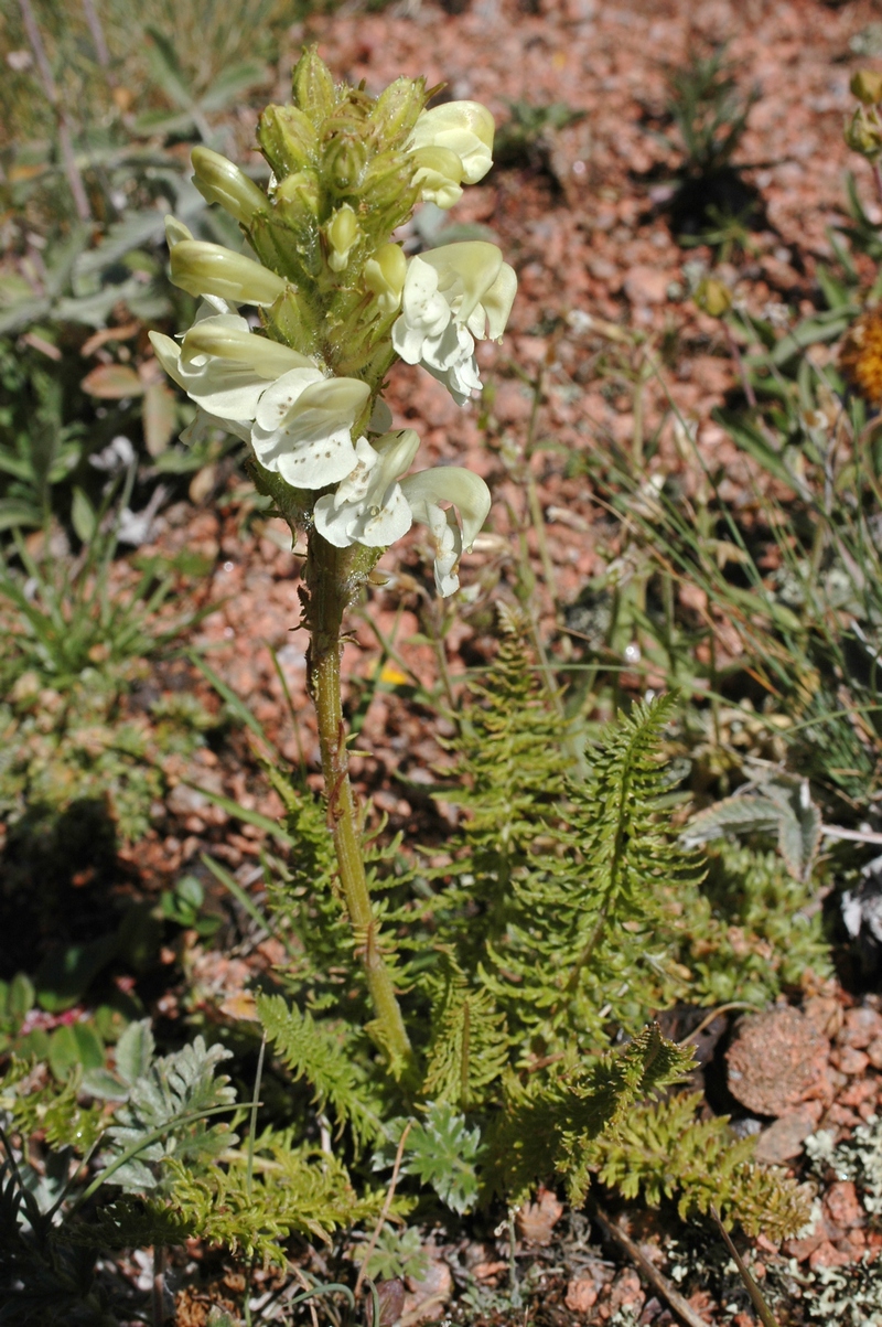 Image of Pedicularis dolichorrhiza specimen.