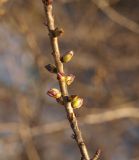 Daphne mezereum. Средняя часть побега с цветочными почками. Москва, Воробьевы горы, Ботанический сад МГУ, дендрарий. 14.03.2017.