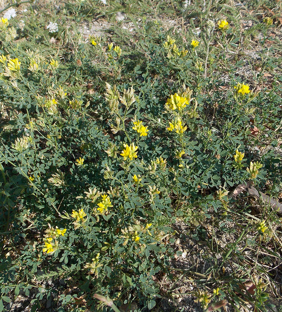 Image of Medicago falcata specimen.