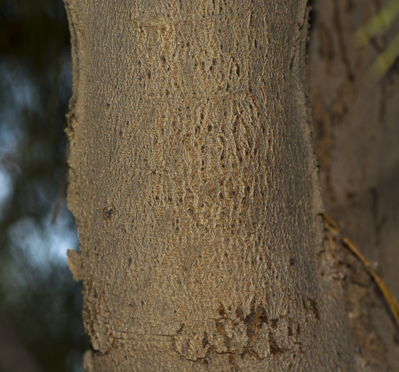 Image of Casuarina equisetifolia specimen.