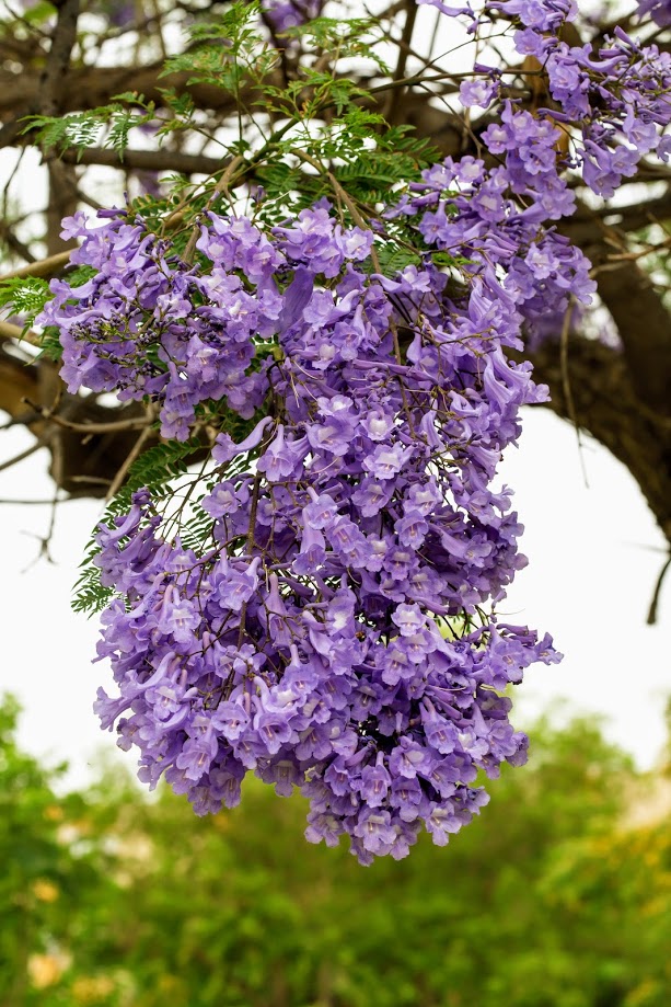 Изображение особи Jacaranda mimosifolia.