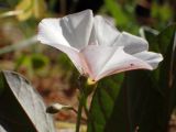 Convolvulus arvensis