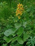 Ligularia sibirica