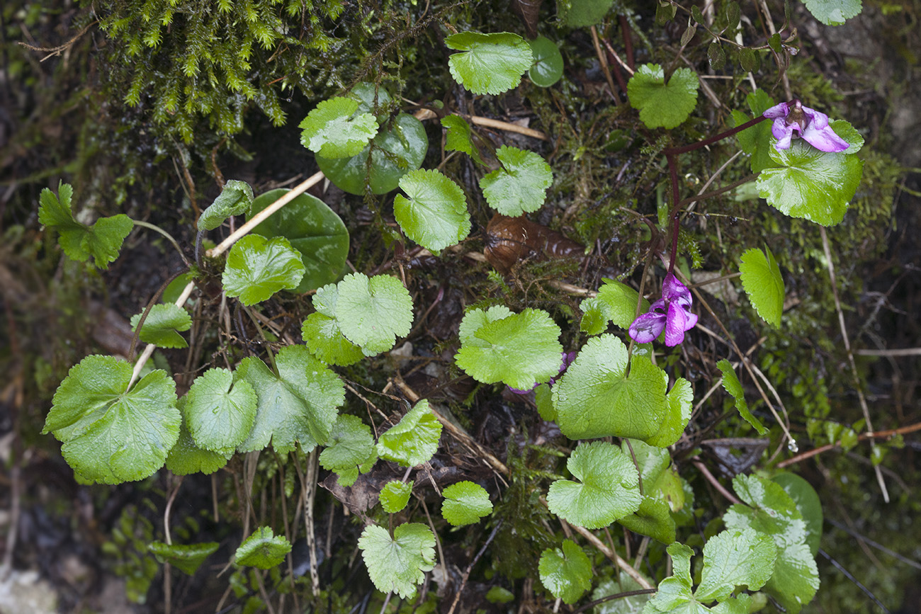 Image of Pimpinella tripartita specimen.