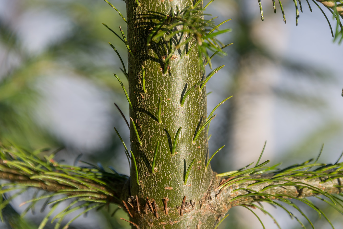 Image of Abies sibirica specimen.