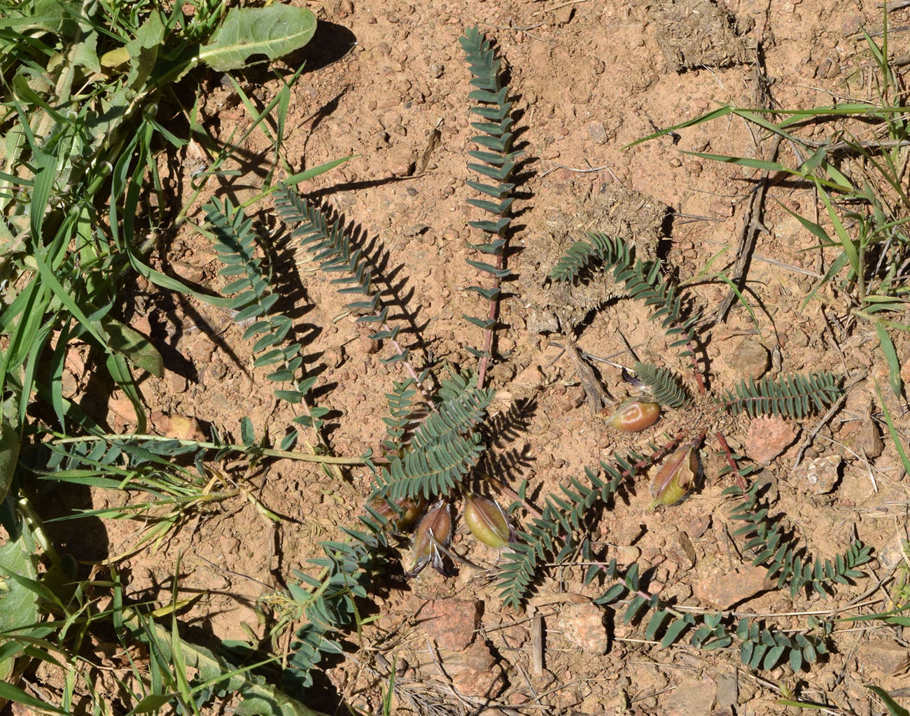 Изображение особи Astragalus atrovinosus.