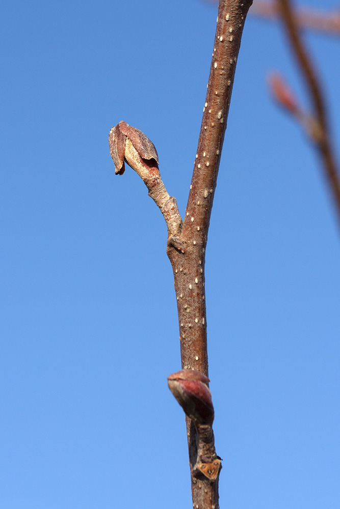 Image of Alnus glutinosa specimen.