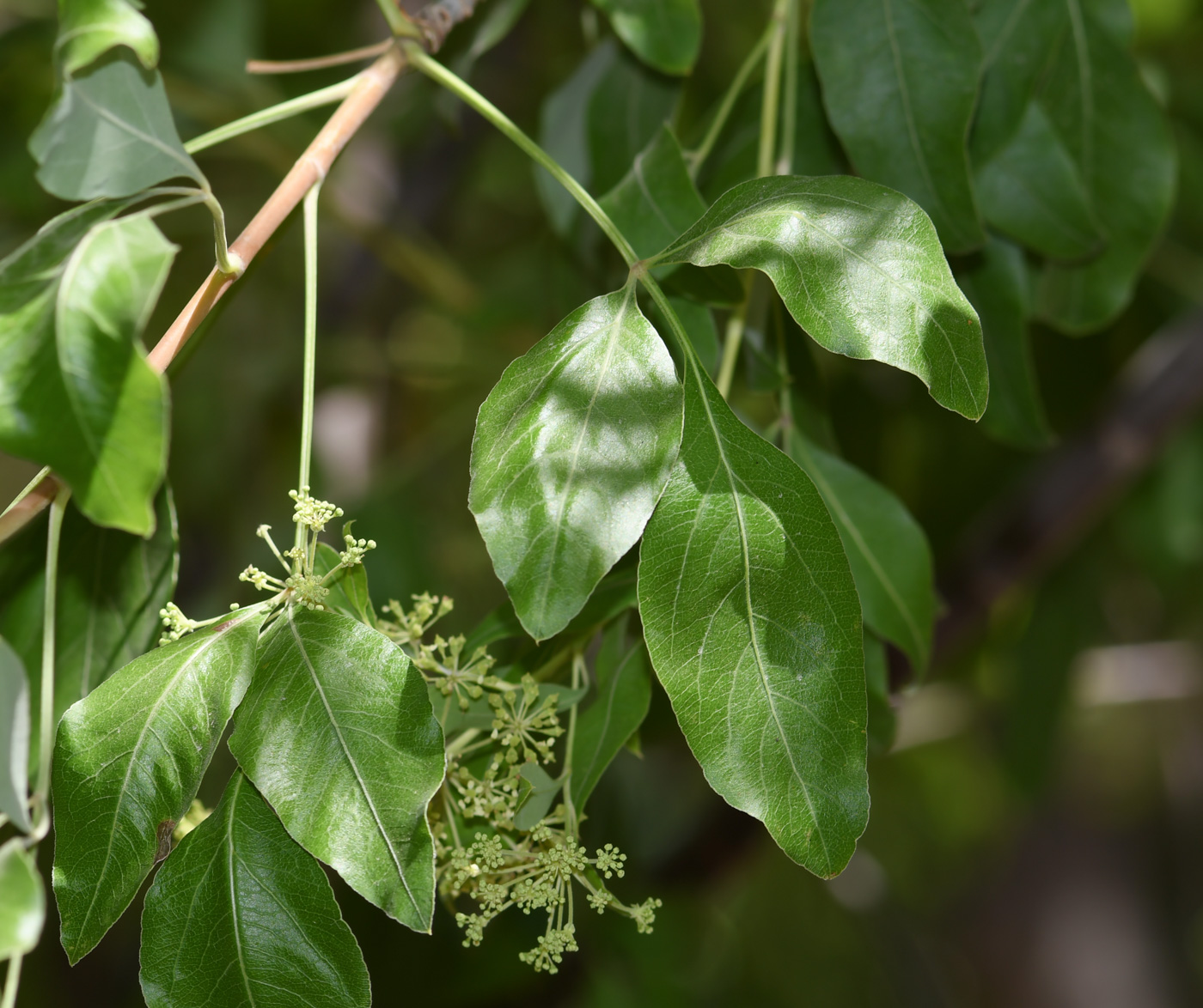 Image of Heteromorpha arborescens specimen.