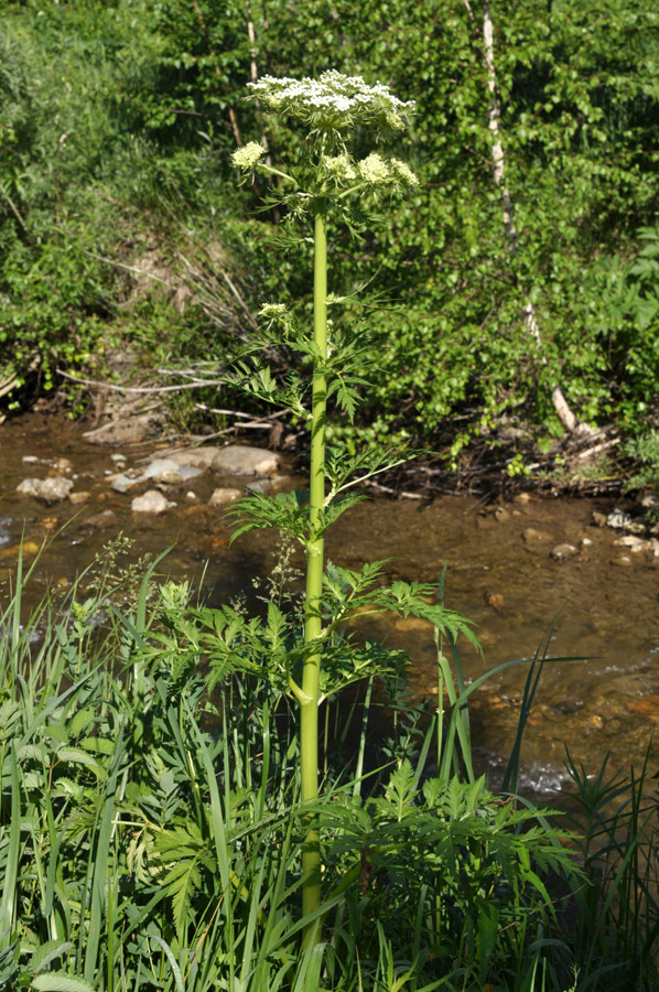 Image of Pleurospermum uralense specimen.