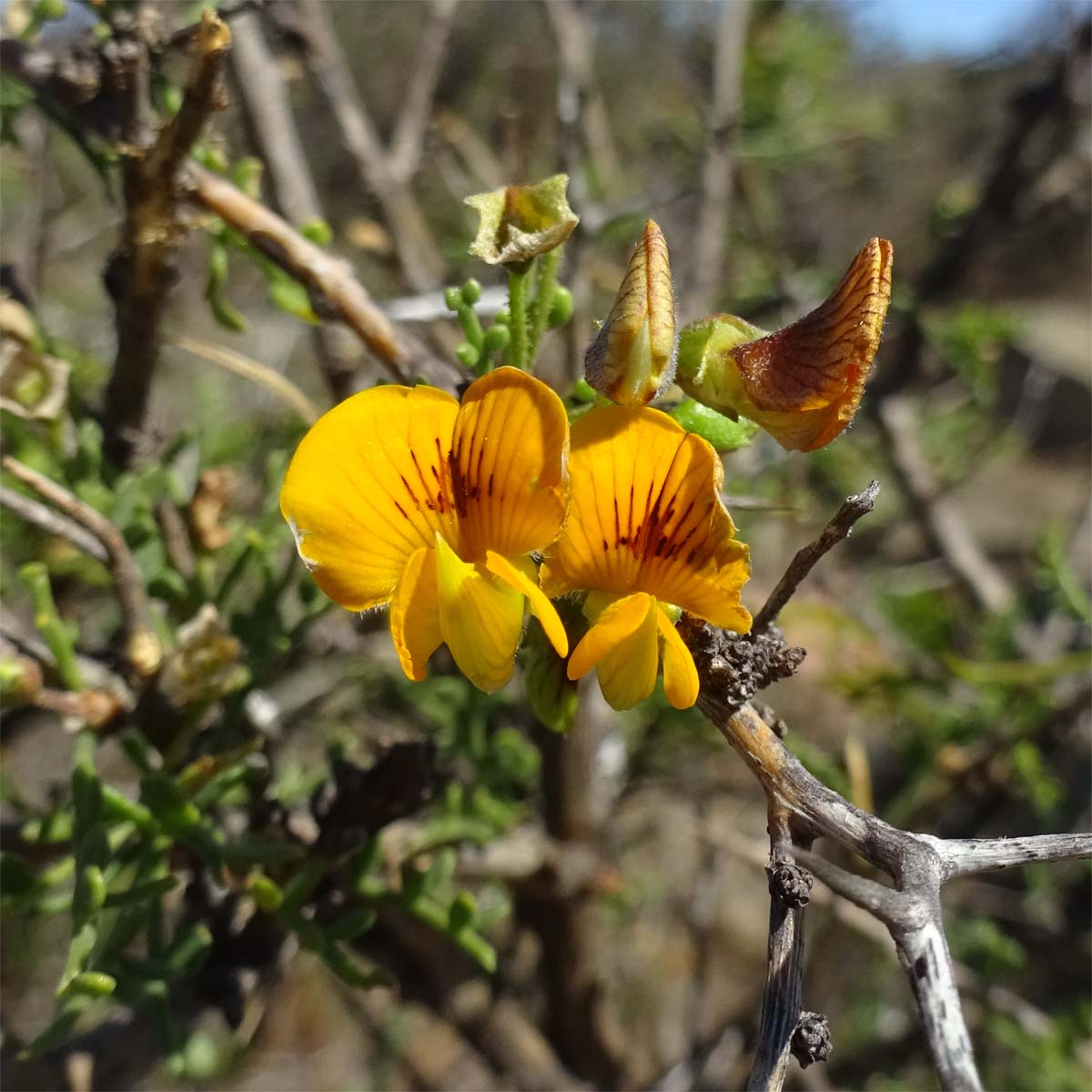 Image of Adesmia microphylla specimen.