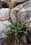 Смотреть изображение Erigeron eriocephalus