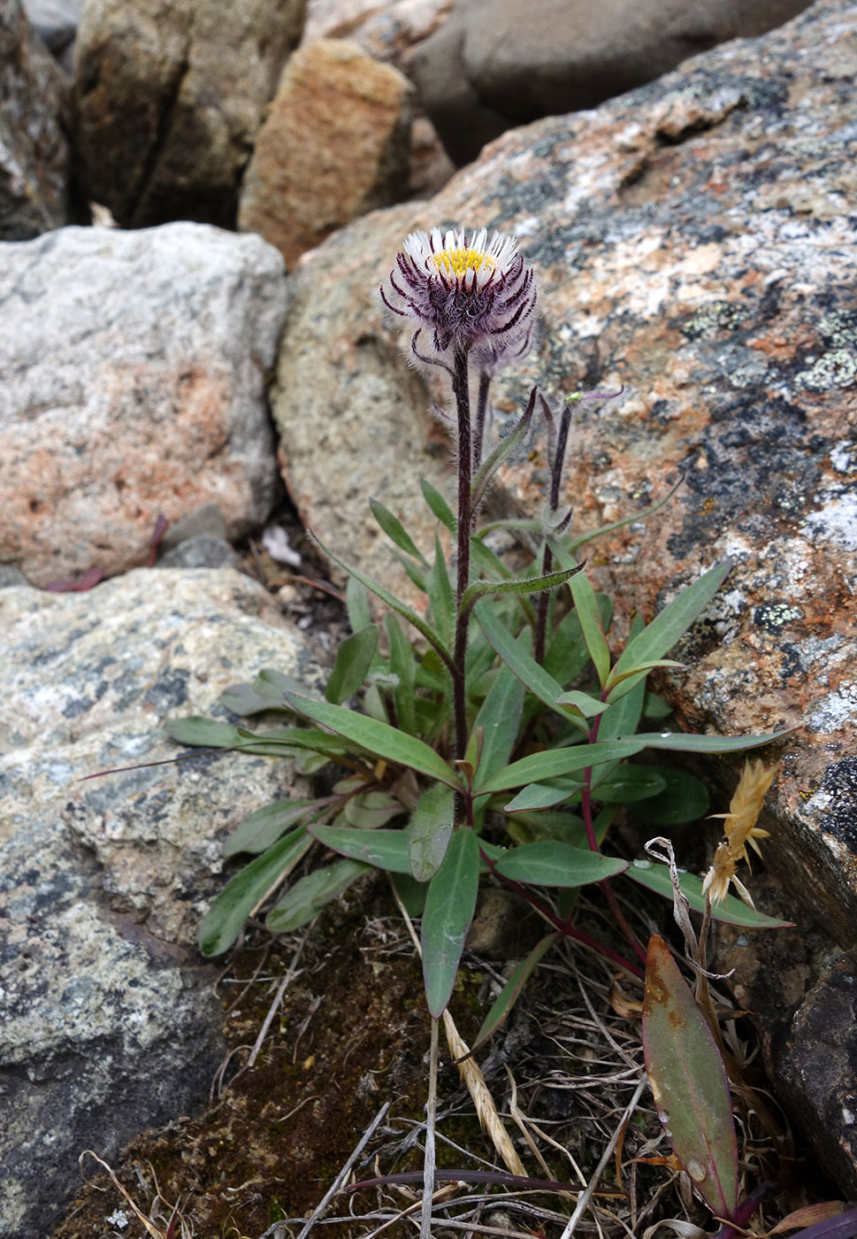 Изображение особи Erigeron eriocephalus.