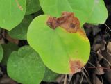 Epimedium colchicum