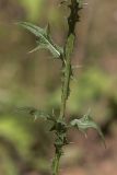 Cirsium vulgare