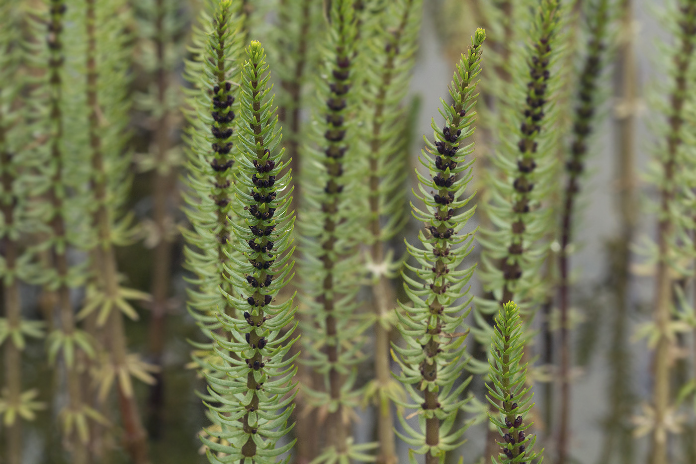 Image of Hippuris vulgaris specimen.