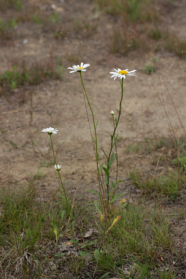 Image of Leucanthemum ircutianum specimen.