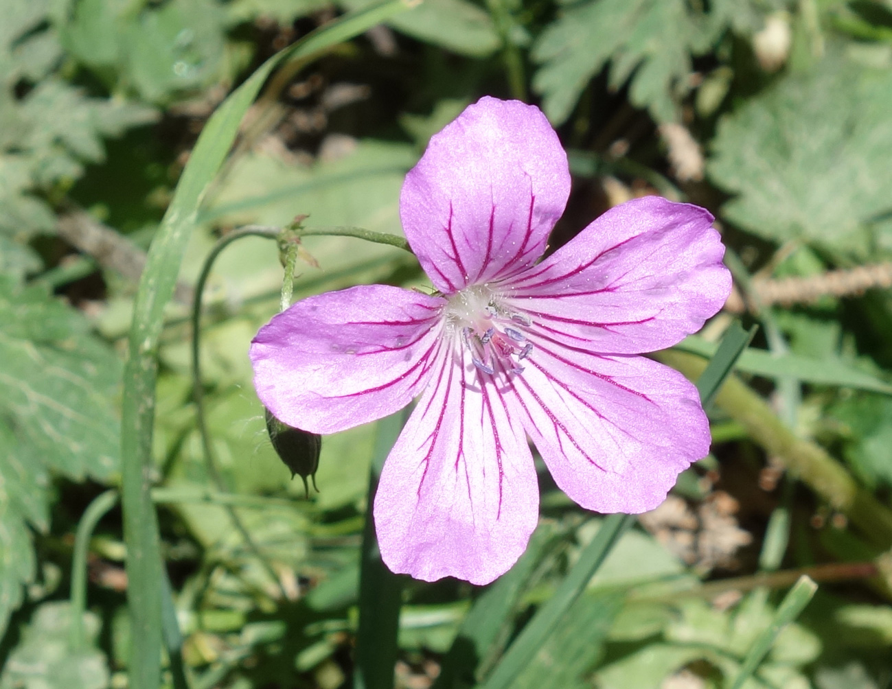 Image of genus Geranium specimen.