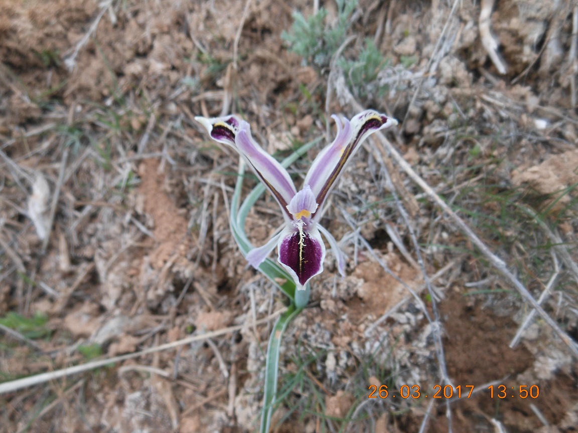 Изображение особи Juno narynensis.