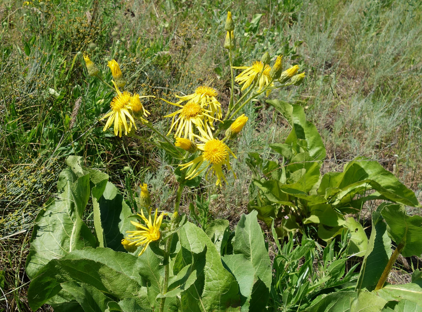 Image of Inula macrophylla specimen.