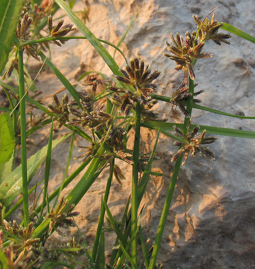 Image of Cyperus fuscus specimen.