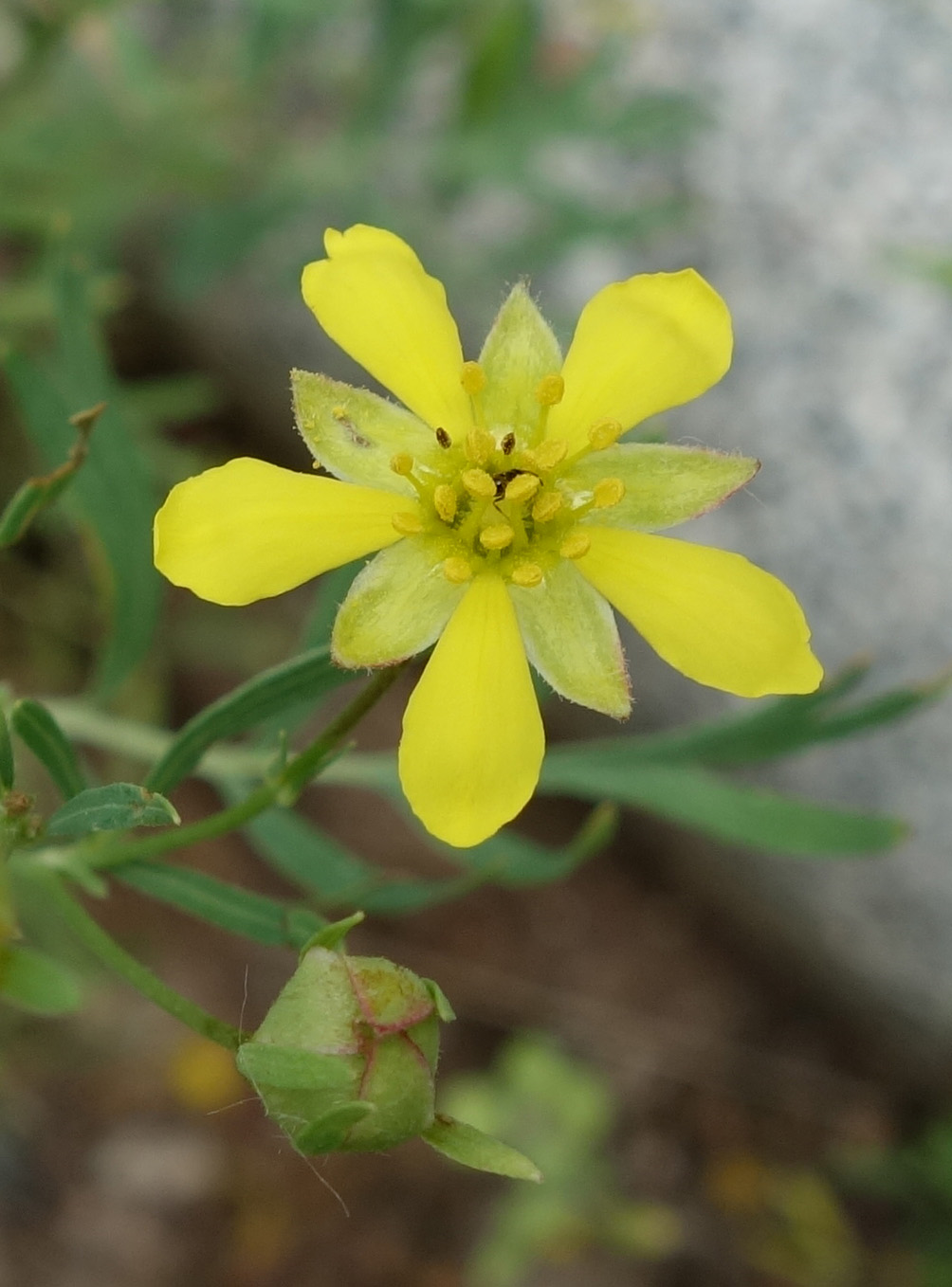 Изображение особи Potentilla orientalis.