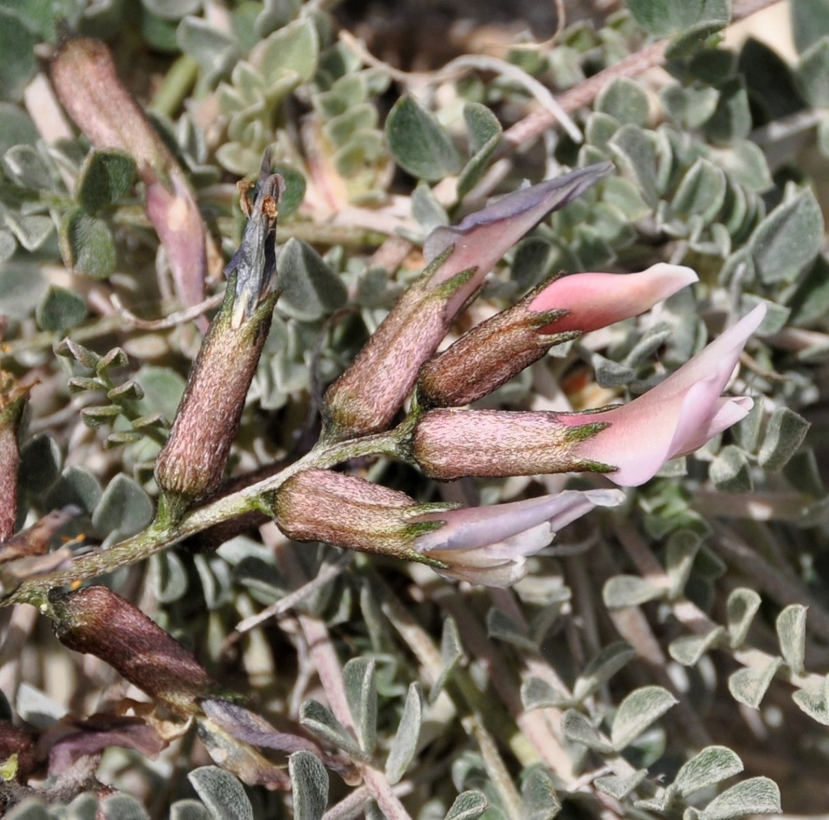 Изображение особи Astragalus cyprius.