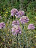 Allium senescens subspecies glaucum. Соцветия. Юг Красноярского края, окр. г. Минусинск. 02.07.2010.