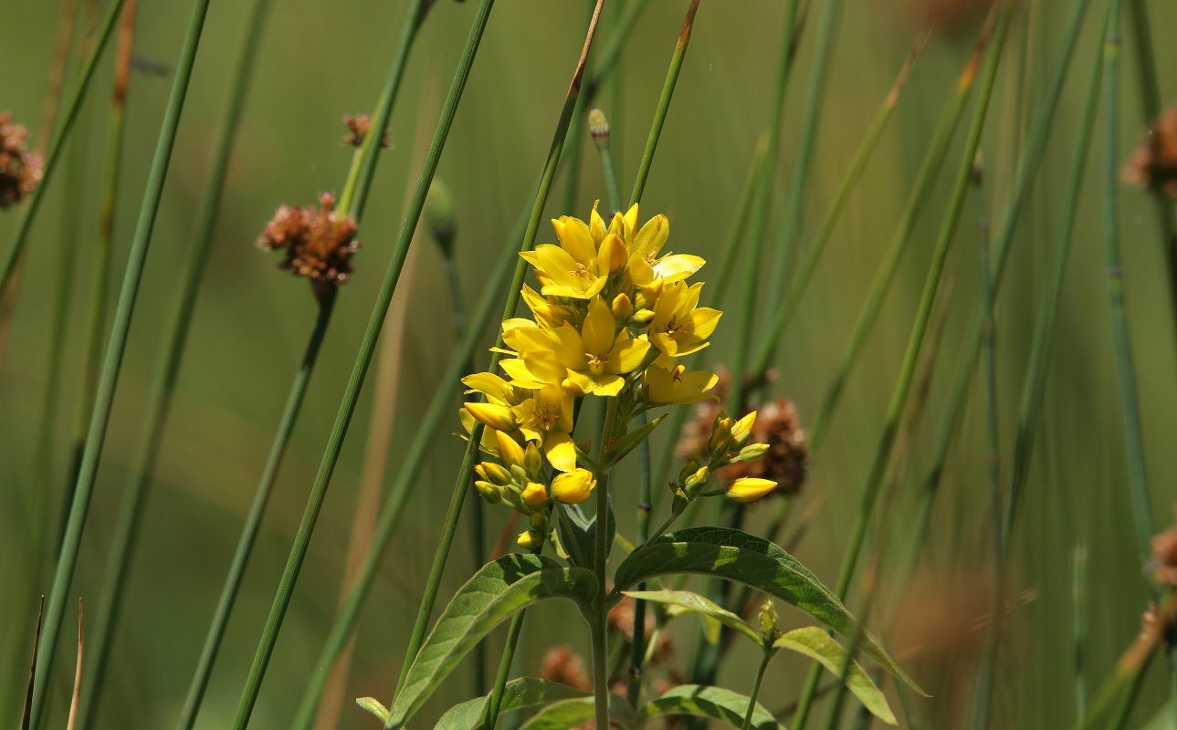 Image of Lysimachia vulgaris specimen.