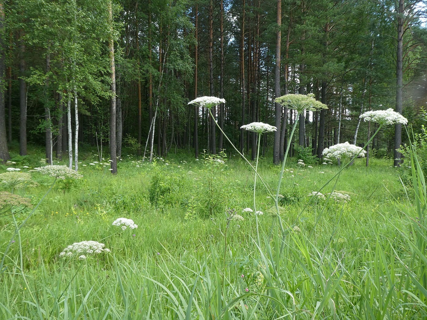 Изображение особи Laserpitium latifolium.