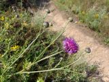 Centaurea adpressa. Верхушка побега с раскрытым и развивающимися соцветиями. Украина, г. Запорожье, о-в Хортица, северный берег, степная растительность на скальном основании. 21.06.2020.
