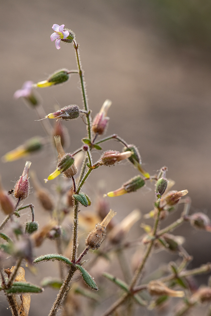 Image of Cerastium schmalhausenii specimen.