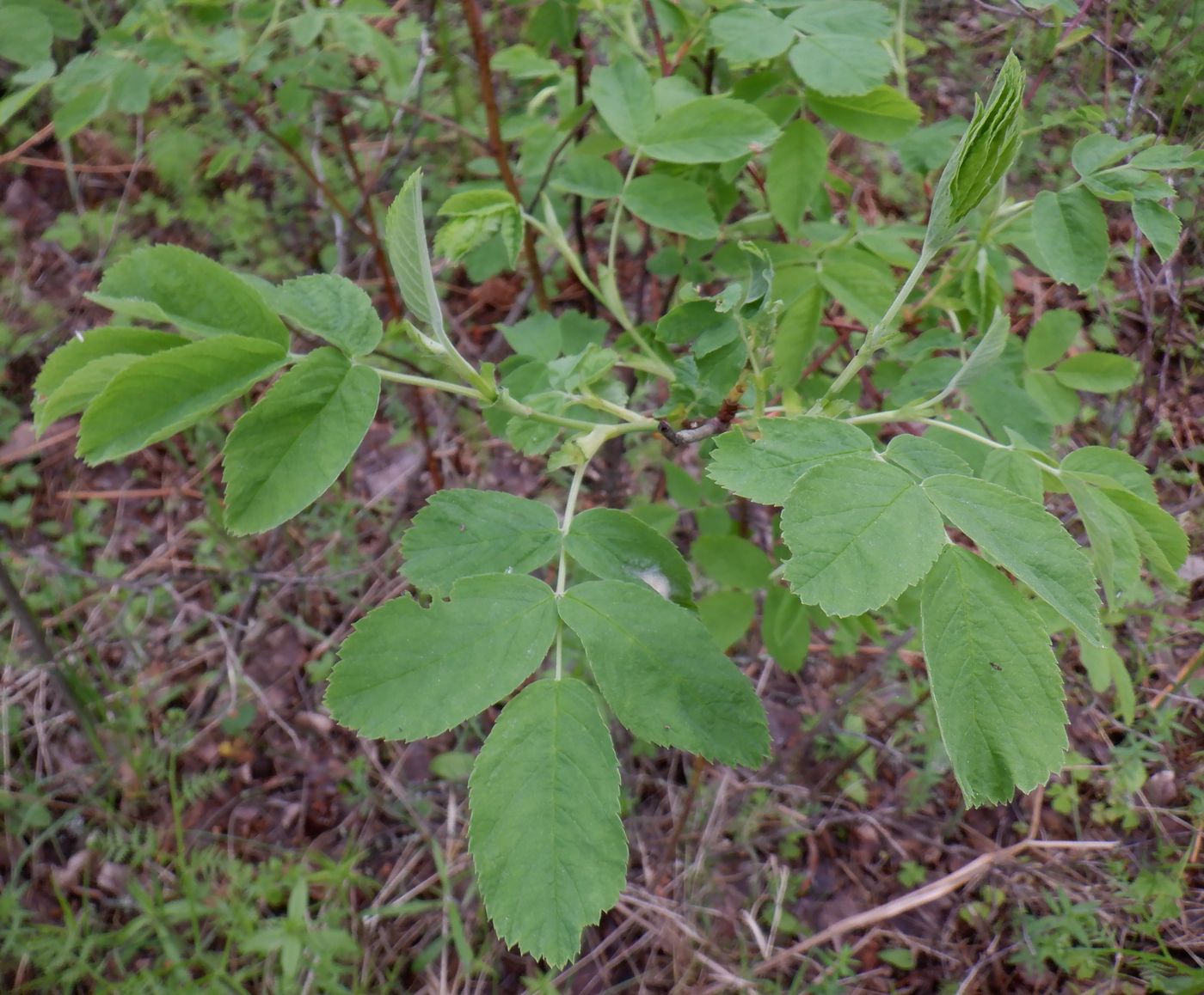 Image of Rosa cinnamomea specimen.