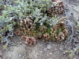 Orostachys thyrsiflora. Вегетирующие растение. Казахстан, Заилиский Алатау, горы Бокайдынтау, перевал Кок-Пек. 02.09.2010.