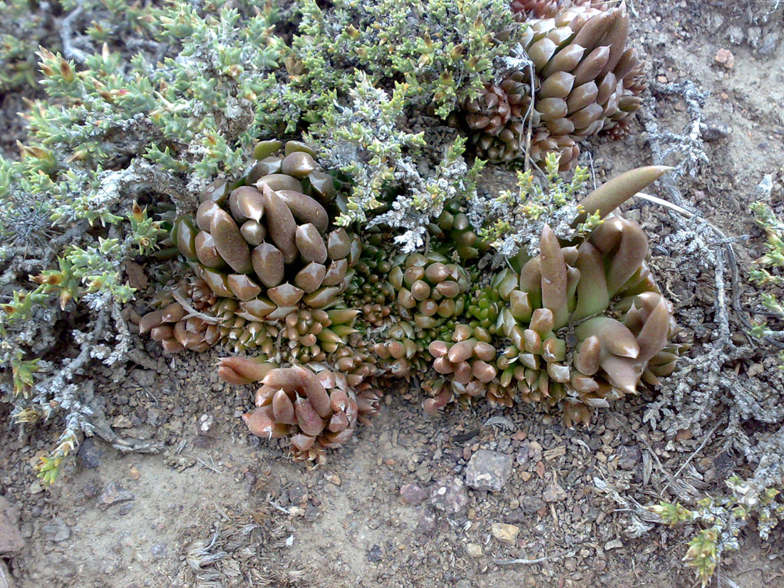 Изображение особи Orostachys thyrsiflora.