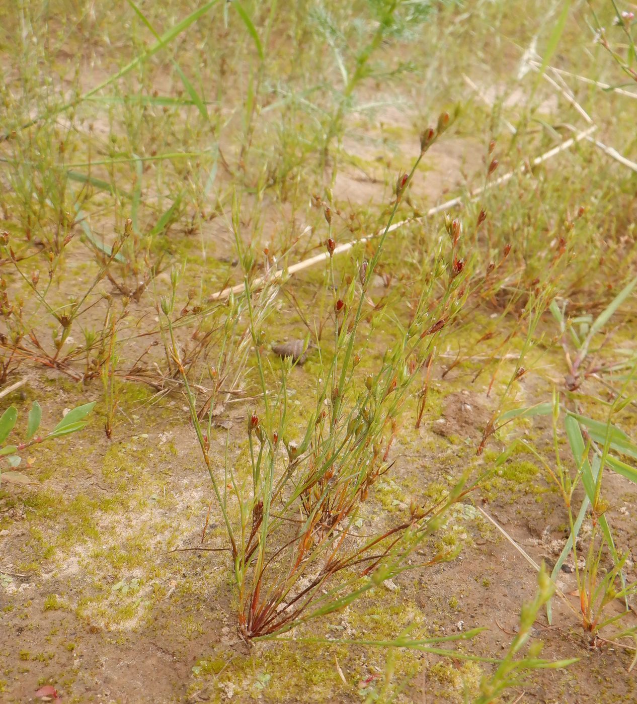 Image of Juncus ambiguus specimen.