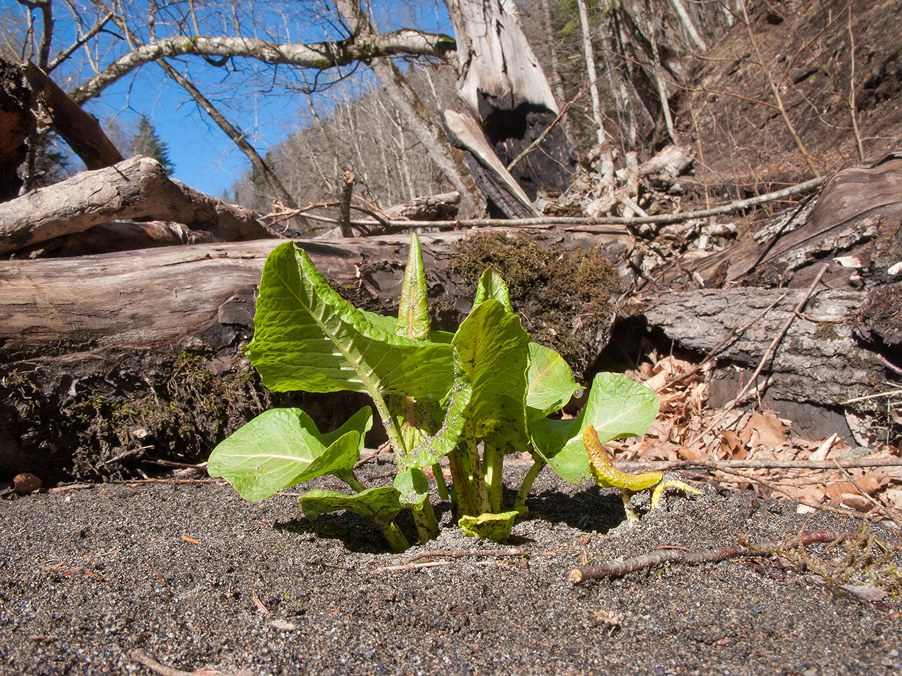 Image of genus Rumex specimen.