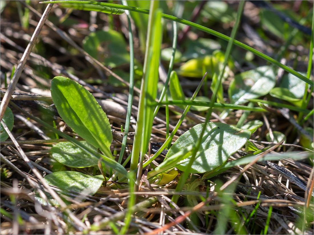 Image of Primula finmarchica specimen.