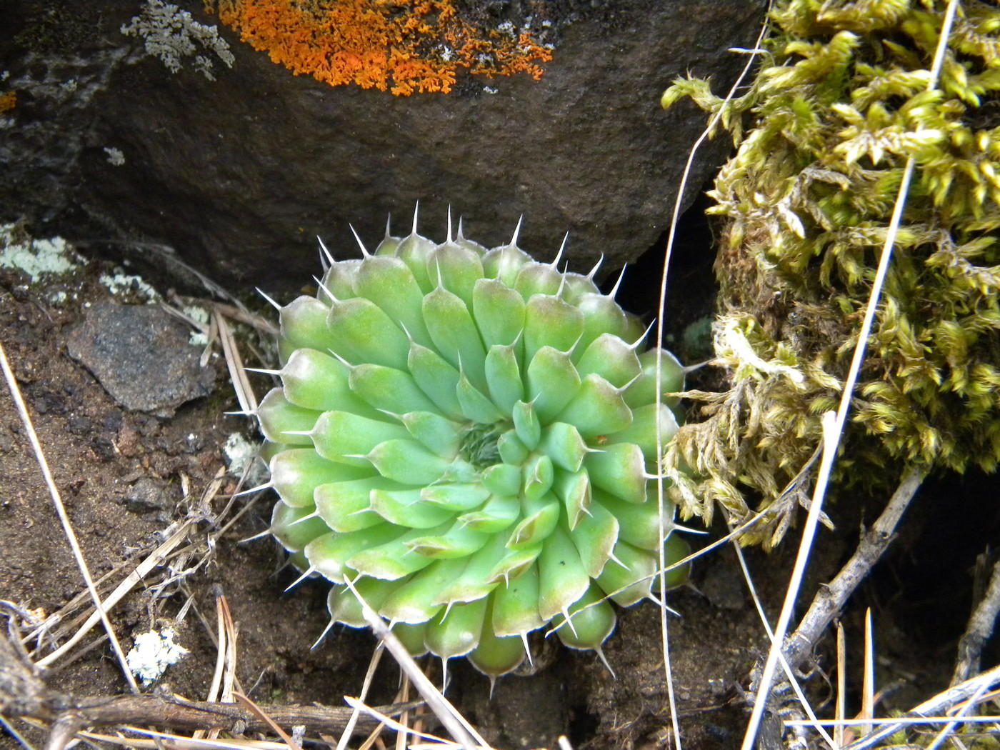 Image of Orostachys spinosa specimen.