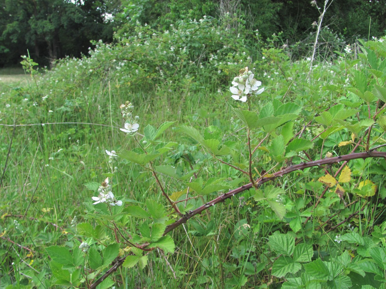 Image of Rubus sanctus specimen.