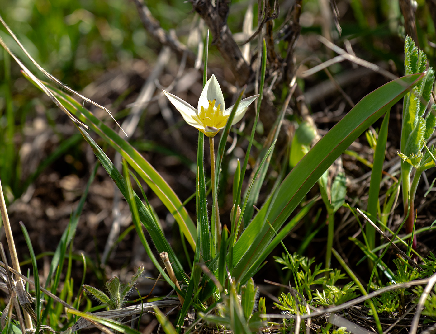 Изображение особи Tulipa turkestanica.