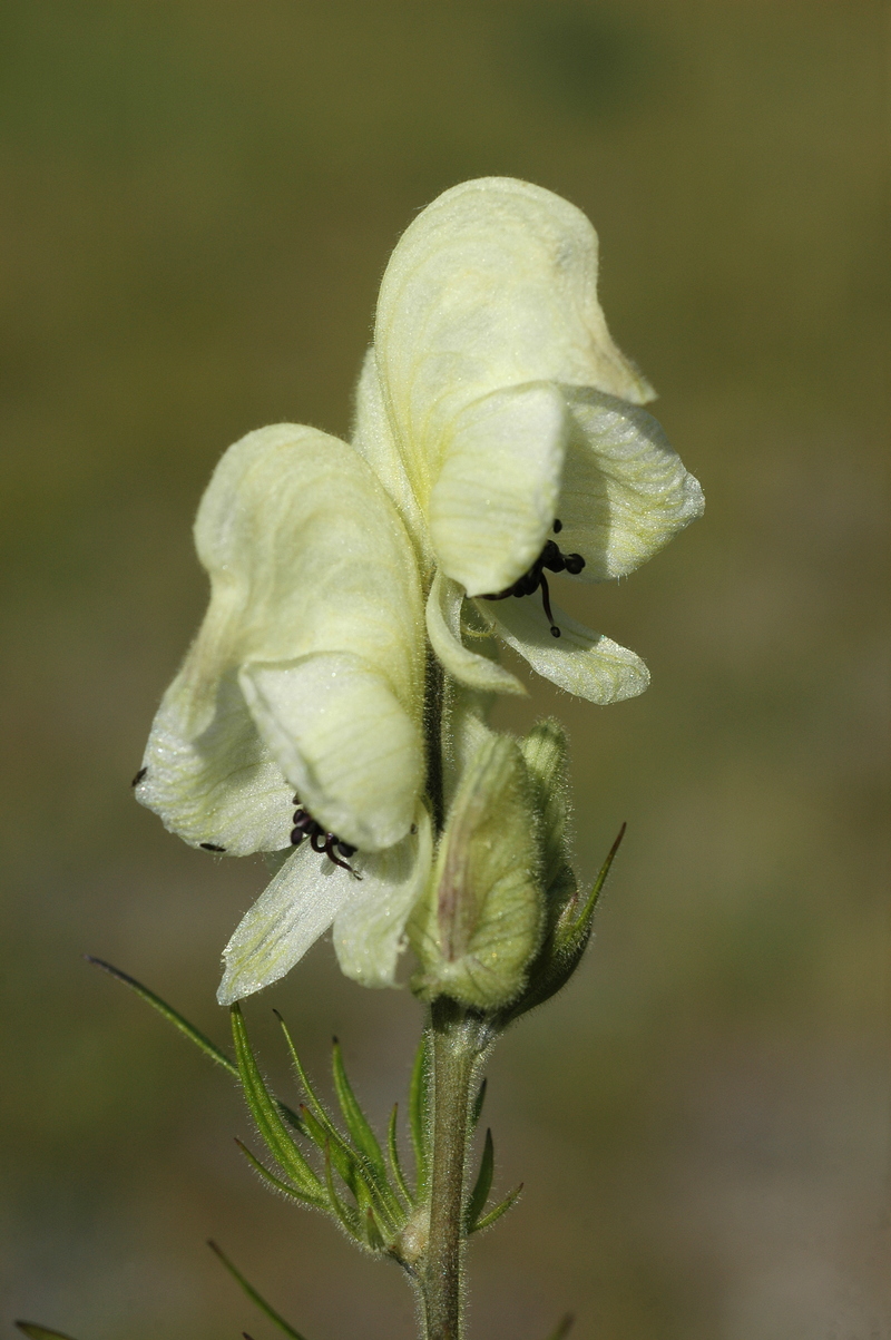 Image of Aconitum anthoroideum specimen.