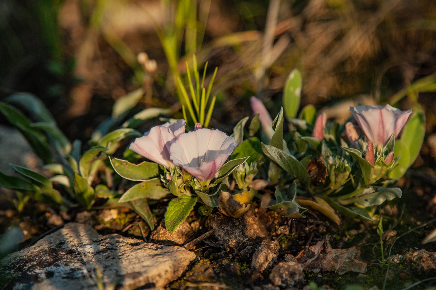 Изображение особи Convolvulus lineatus.