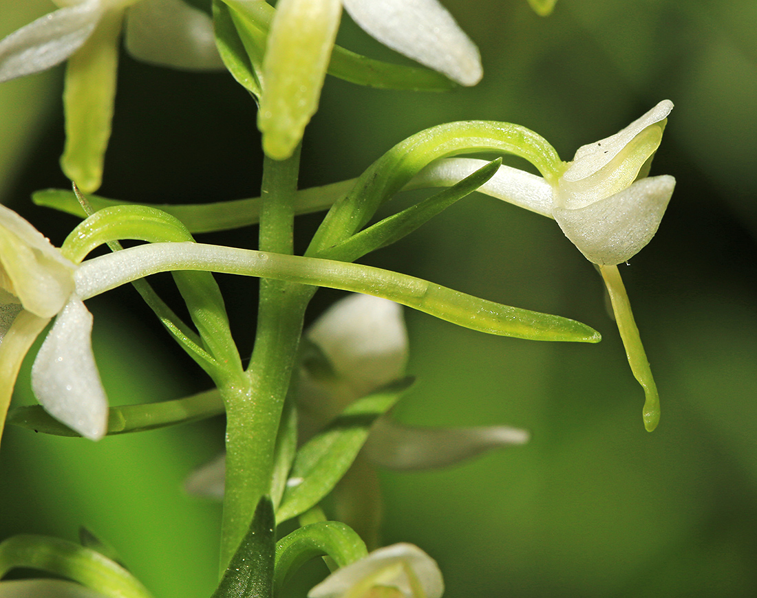 Image of Platanthera metabifolia specimen.