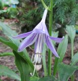Смотреть изображение Hosta longissima