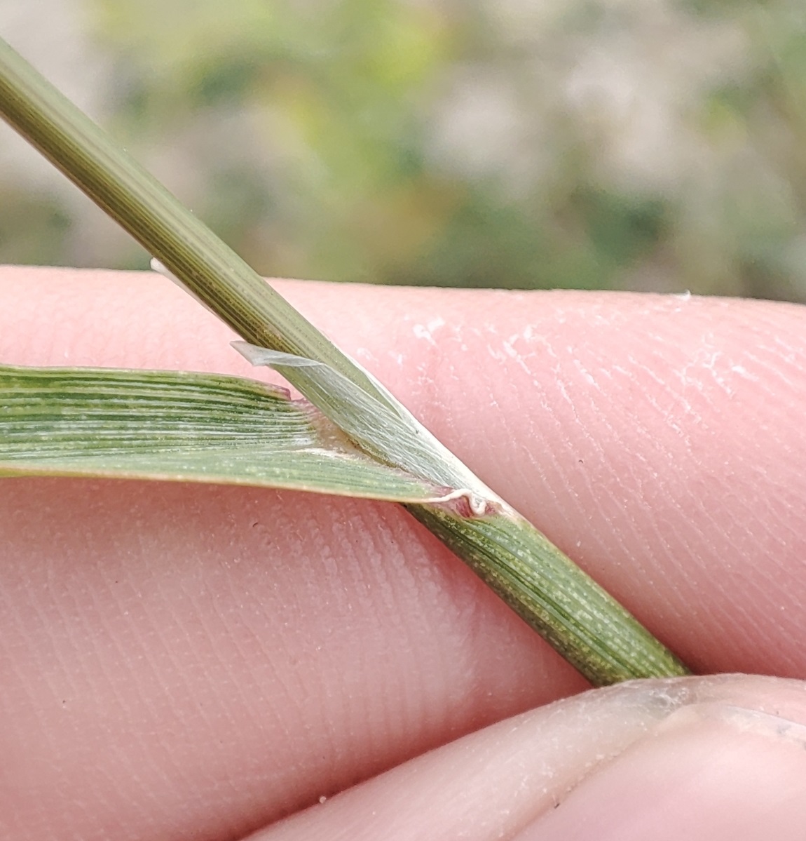 Изображение особи Agrostis gigantea.