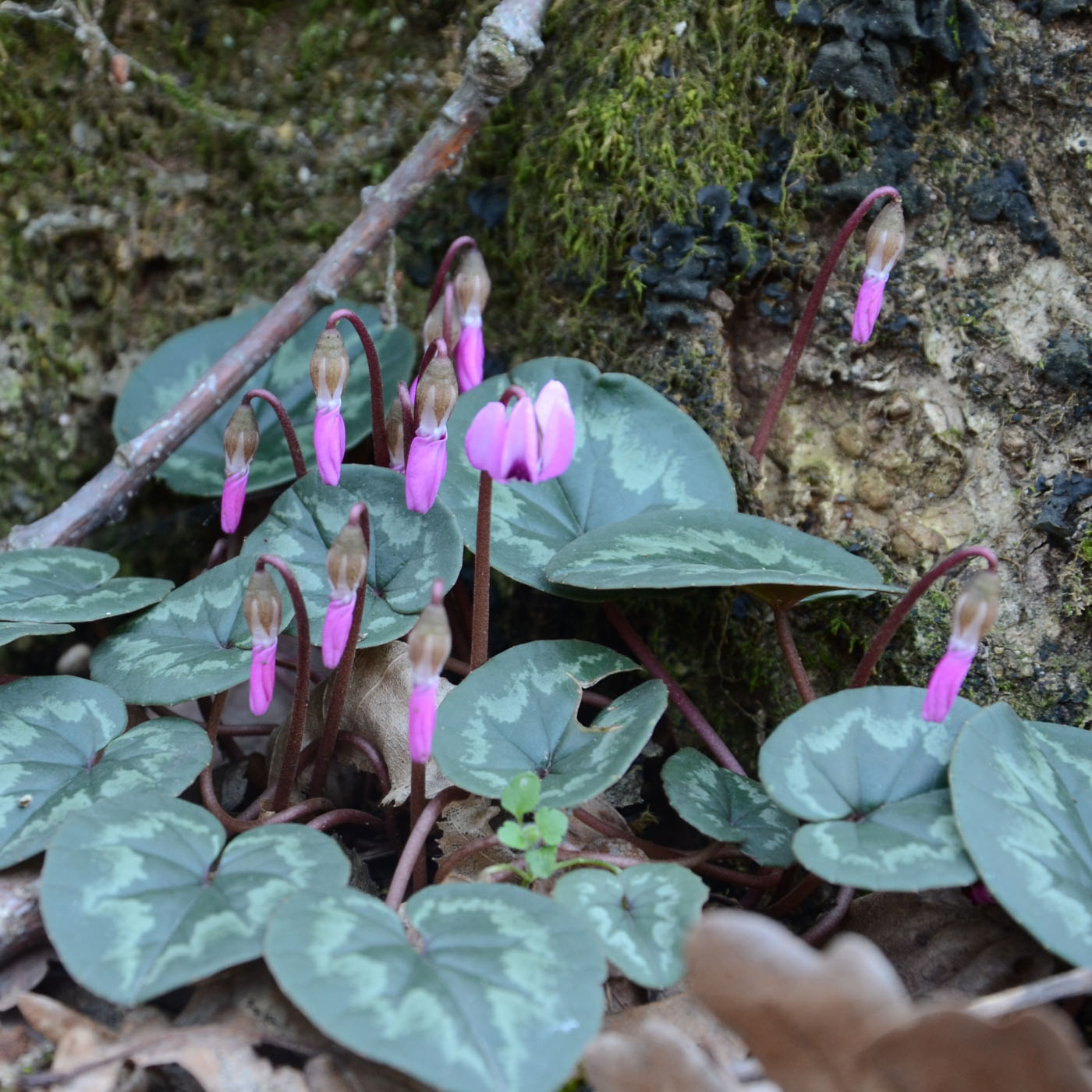 Image of Cyclamen coum specimen.